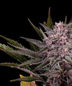 kannabia pinkgelato