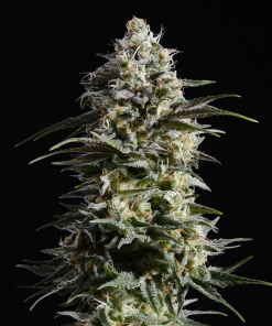 kannabia pureskunk