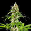 kannabia unsetsherbet