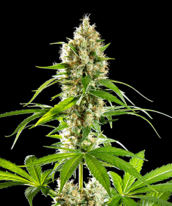 kannabia unsetsherbet