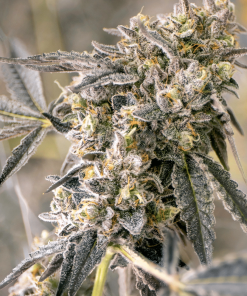 ministry auto zkittleberry