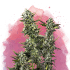 nirvana hindukush