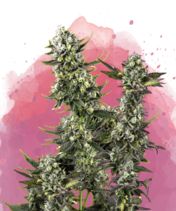 nirvana hindukush