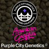purple city genetics american graffiti