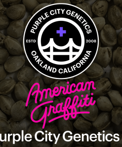 purple city genetics american graffiti