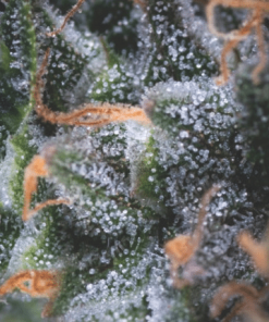 pyramid auto bcp