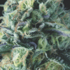 pyramid auto cookiesusa