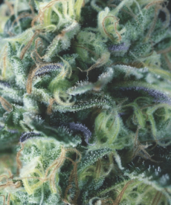 pyramid auto cookiesusa