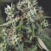 pyramid auto dosidos