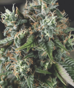 pyramid auto dosidos