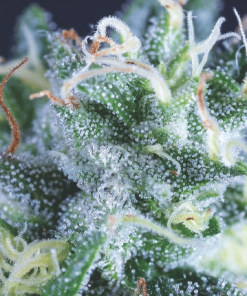pyramid auto gelato