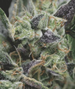 pyramid auto gorila