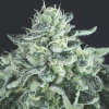 pyramid gelato