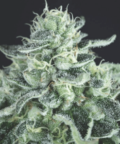 pyramid gelato