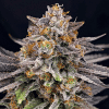 ripper candygaz