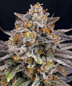 ripper candygaz