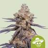 rqs auto mexicanrush