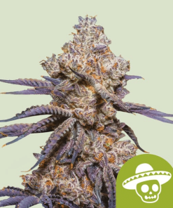 rqs auto mexicanrush