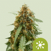 rqs auto stickyqueen