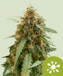 rqs auto stickyqueen