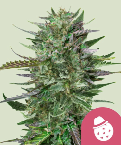 rqs dosido