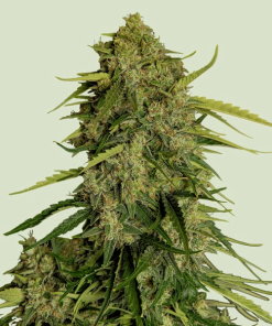 rqs f1 atlas