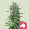 rqs purplepunch