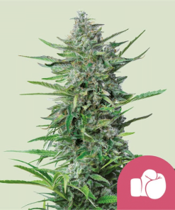 rqs purplepunch