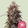 rqs stickyqueen