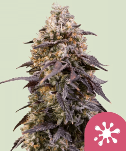 rqs stickyqueen