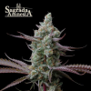 sagrada amnesia stag