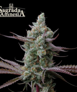 sagrada amnesia stag