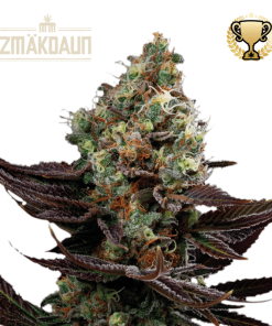 seedstockers zmakdaun
