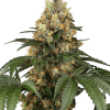 sensi chocolaterainbow