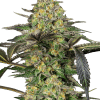 sensi grapevine