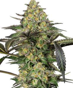 sensi grapevine