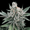 silent auto polargelato