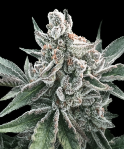 silent auto polargelato