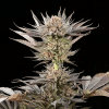 silent lemontree20