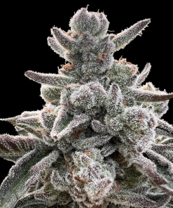 silent polargelato