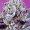 sweetseeds auto diablosdelightxl