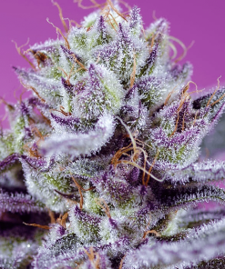 sweetseeds auto diablosdelightxl