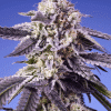 sweetseeds auto permanentjealousyxl