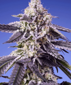 sweetseeds auto permanentjealousyxl