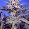 sweetseeds auto pineappleslushxl