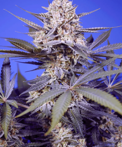 sweetseeds auto pineappleslushxl