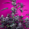 sweetseeds auto studio54