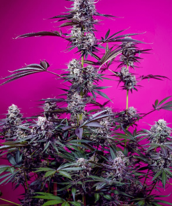 sweetseeds auto studio54