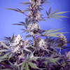 sweetseeds f1 mentalrainbow