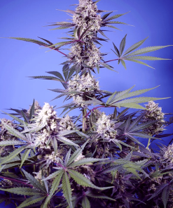 sweetseeds f1 mentalrainbow